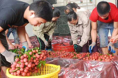 越南向逾30个国家出口8.7万吨荔枝