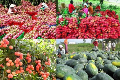 扩大越南水果对中国出口