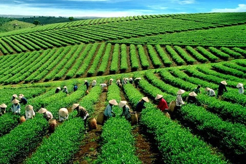 美中贸易战对越南农业有什么影响？