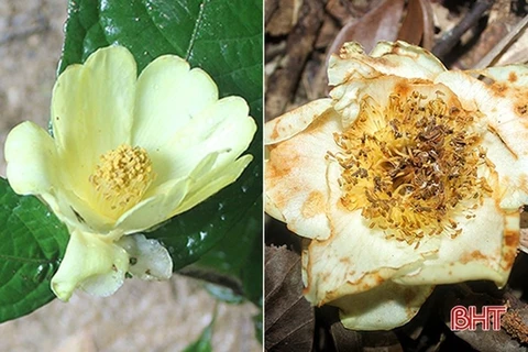 河静省武光国家公园在国际杂志上公布两种珍稀植物