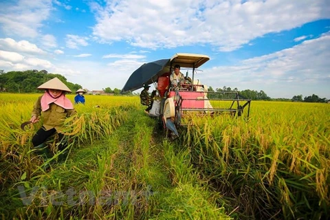 越南农业之画：出现许多亮色