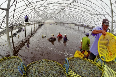 金瓯省努力扩大虾类出口市场