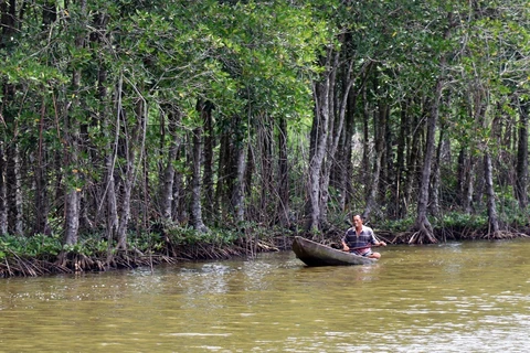 采取措施恢复越南自然林生态系统