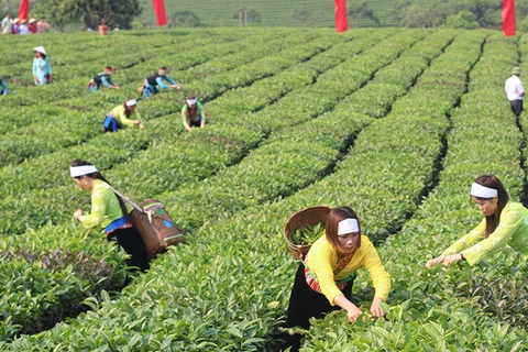 越南茶叶产品对美出口增长势头良好