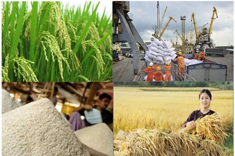 越南大米生产和加工基地颇受中国企业的好评