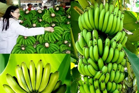 林同省首批拉巴香蕉成功打入日本市场