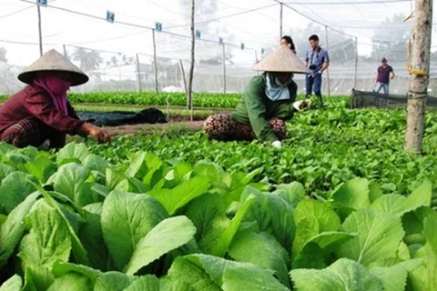 越南出台新法规助力有机农业发展