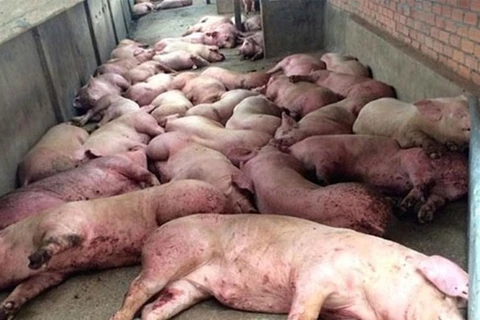政府举行会议 就寻找措施防止非洲猪瘟疫情入境越南