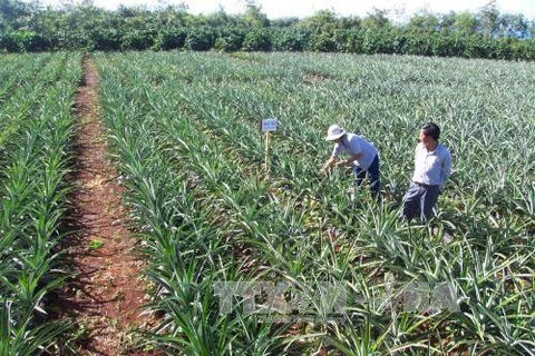 嘉莱省促进农业可持续发展 提高经济效益