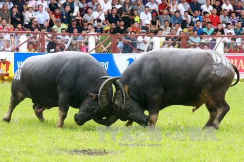 第25次七山赛牛节公开赛在安江省举行