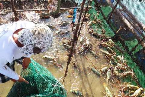 越南鼓励企业养殖半咸水虾