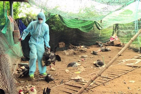 越南富安省发现一处H5N6禽流感疫情区