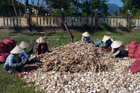 越南对韩国木薯出口额猛增