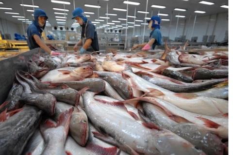 安江省查鱼产量猛增