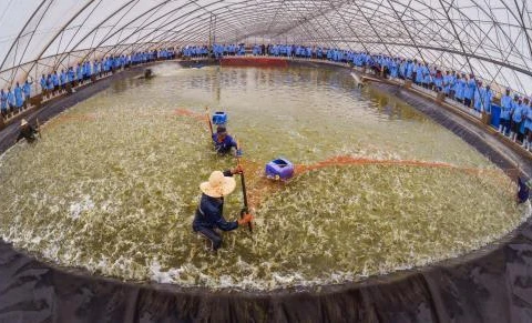 越南首家疾病安全虾苗繁育场正式亮相