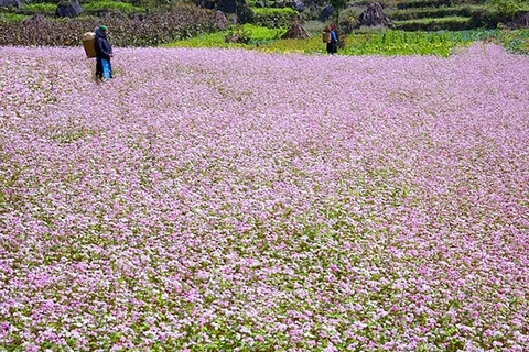 越南河江省漫山遍野的荞麦花