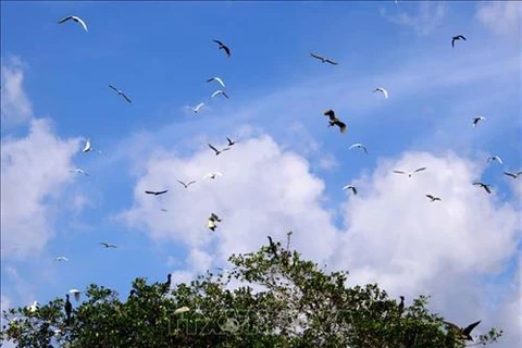 努力保护金瓯市内独特的人工飞鸟公园 