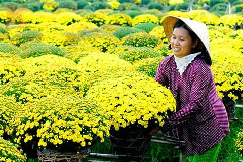 九龙江三角洲进入花卉丰收季节