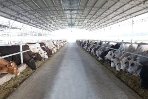 和发贸易有限公司成为越南最大牛肉供应商