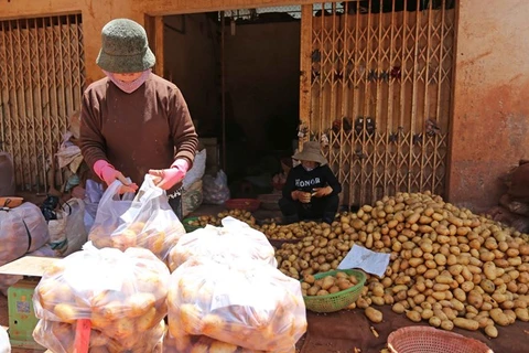 北宁省桂武县将马铃薯打造成“一县一品”特色品牌