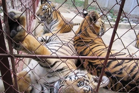 严厉打击贩卖野生动物的非法交易行为