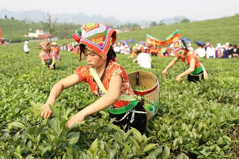 越南山罗省木州高原茶文化之美