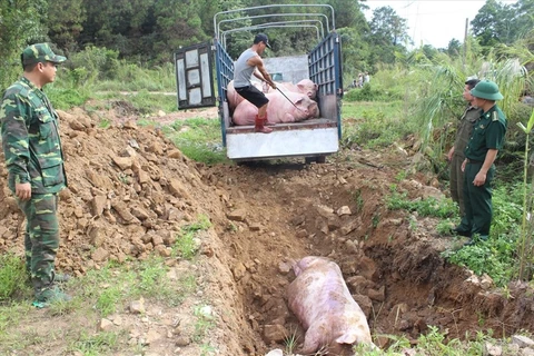 越南兴安和太平两省发现非洲猪瘟疫情
