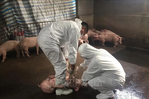 越南非洲猪瘟病毒基因组测序完成