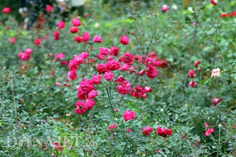 越南最大玫瑰花园——河内居民新奇的春游目的地