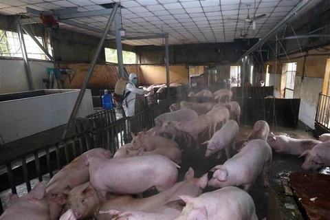 广宁省采取措施控制非洲猪瘟疫情蔓延