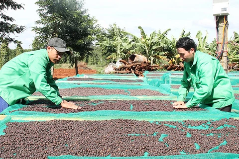 提高咖啡价值和发展西原经济区