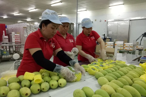美国允许进口越南新鲜芒果 