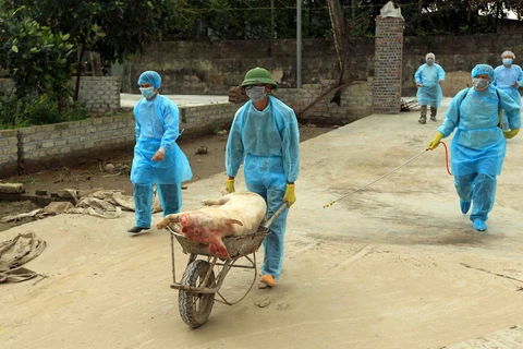 越南成立防控非洲猪瘟国家指导委员会