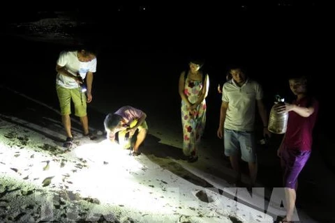 夜间捕蟹—李山岛的有趣旅游体验