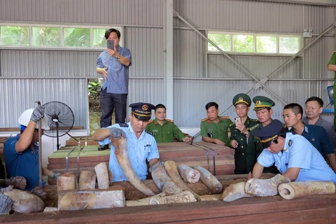 岘港市海关发现有史以来最大一批象牙走私案 查获象牙重达9.1吨