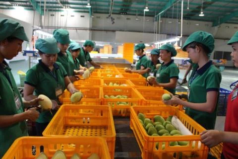 中国是越南芒果的最大出口市场