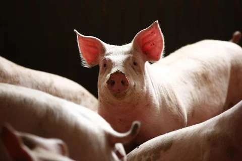 柬埔寨东北地区爆发非洲猪瘟疫情