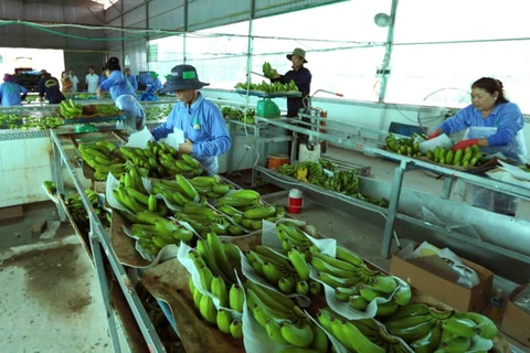 越南与荷兰将开展农产品收获后技术应用与开发领域上的合作