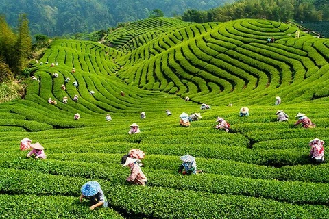越南2019年第一季度茶叶出口额增长15.4% 