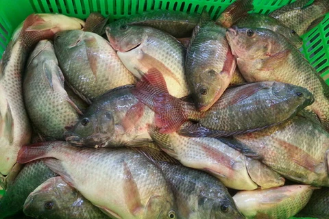 越南罗非鱼有望扩大美国市场份额