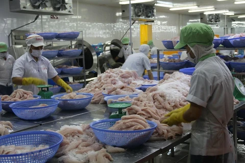 努力提高越南高质量查鱼在中国市场上的竞争力