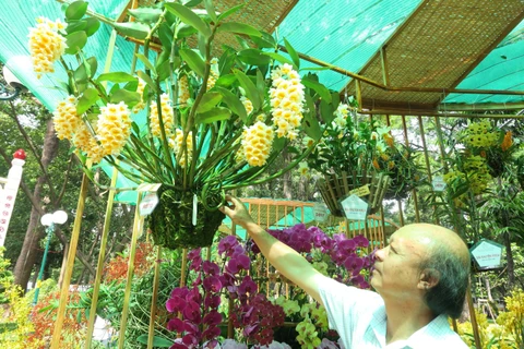 胡志明市努力推动兰花产业发展