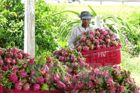  越南水果逐步征服苛刻市场