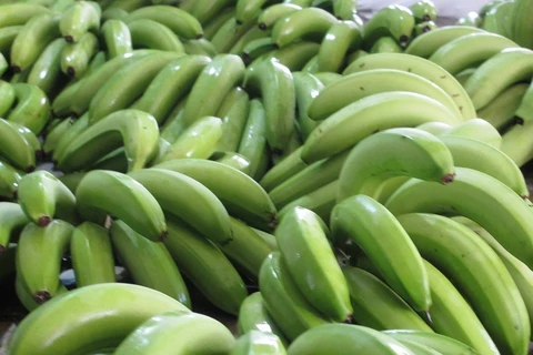 香蕉预计将成为老挝的主要出口农产品