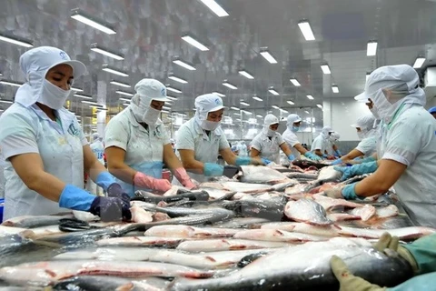 越南查鱼对马来西亚出口额猛增