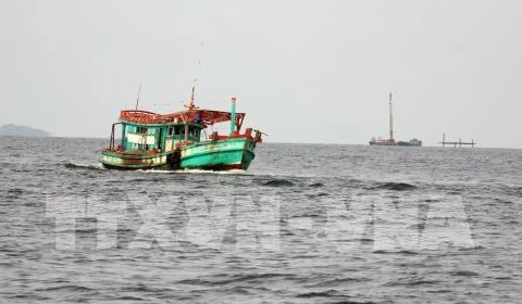 越南成立打击非法、不报告和不管制捕捞(IUU)国家指导委员会 