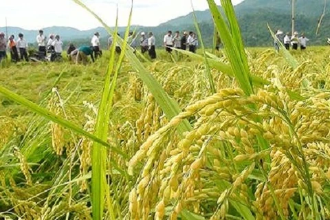 河内市推动粳稻生产 满足出口需求