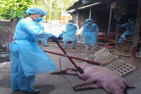 胡志明市出现首个非洲猪瘟疫区