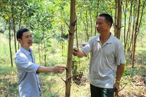 清化省协助农民发展林业经济