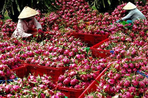 中国提高越南农产品技术壁垒